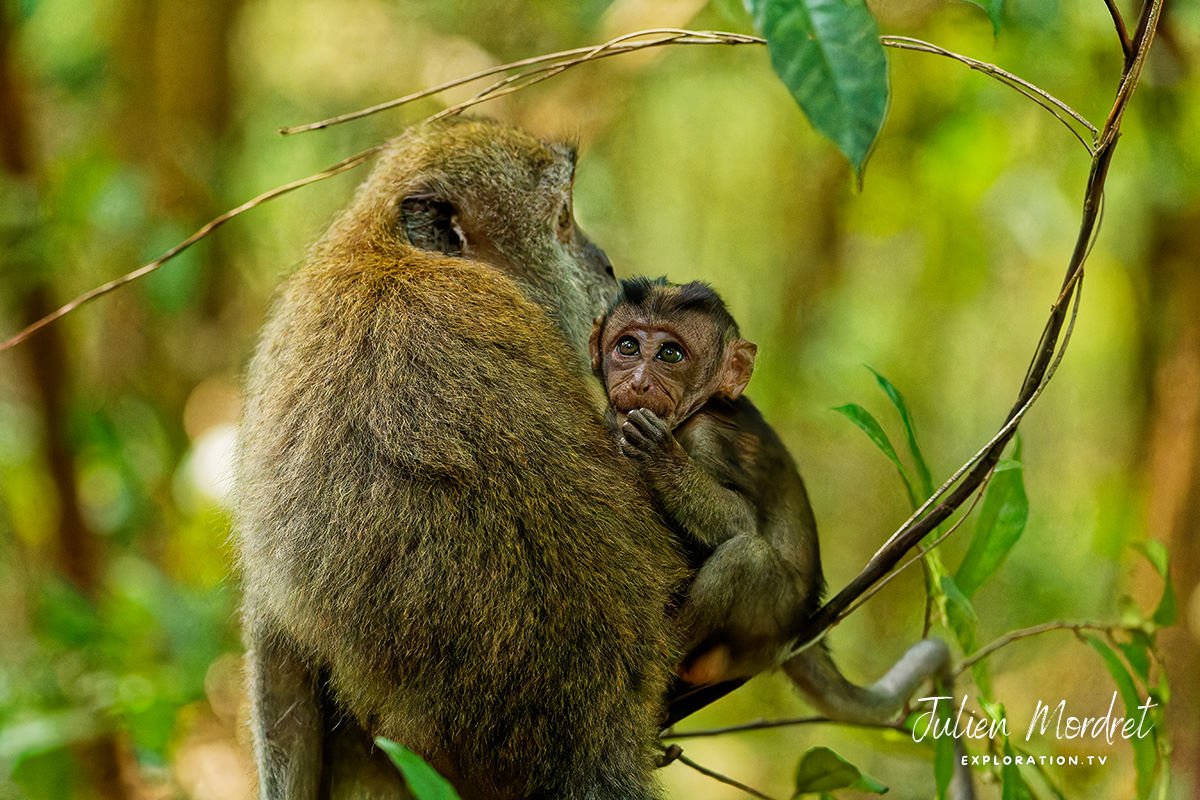 Macaque
