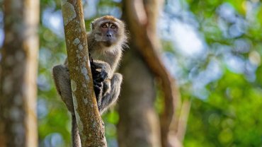 Macaque à longue queue
