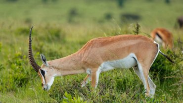 Gazelle de Grant