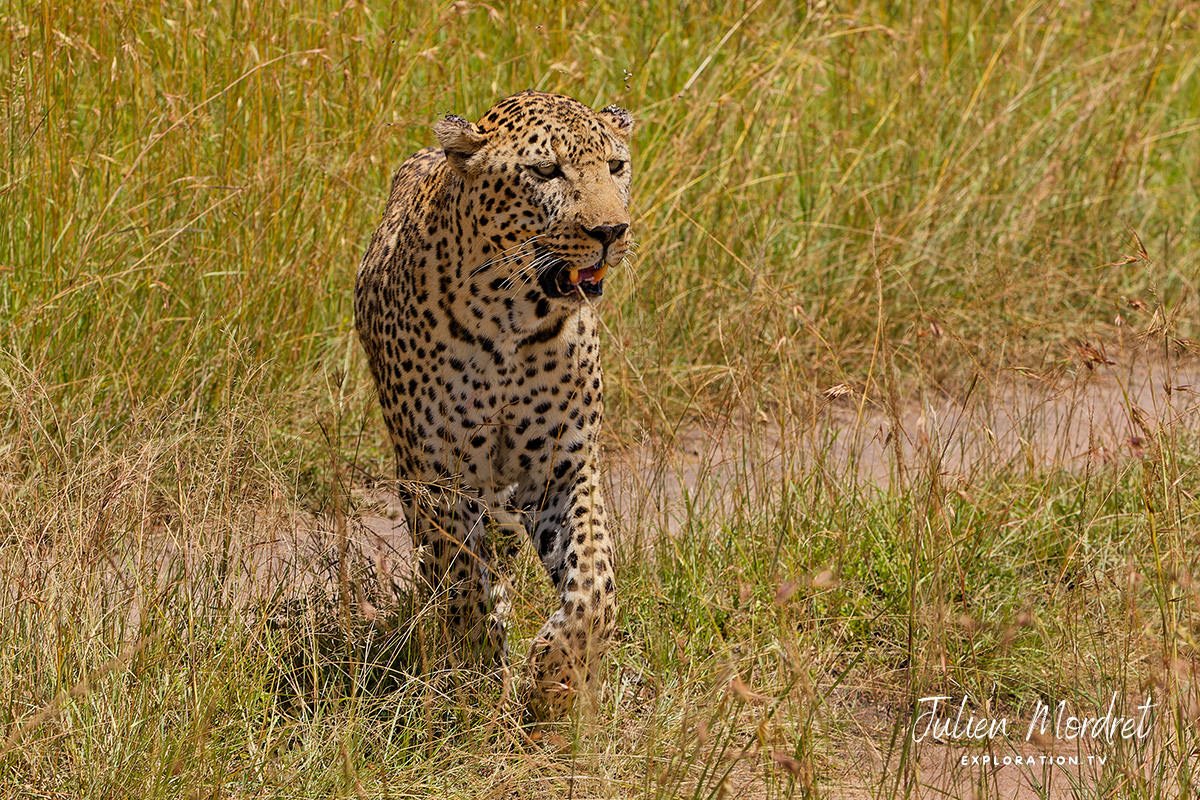 Leopard
