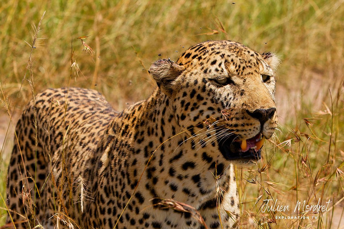 Leopard