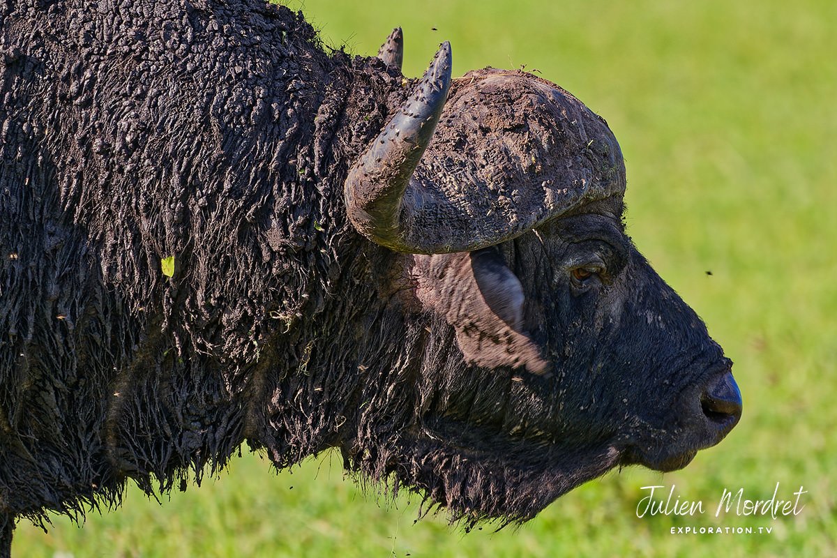 Bufflalo