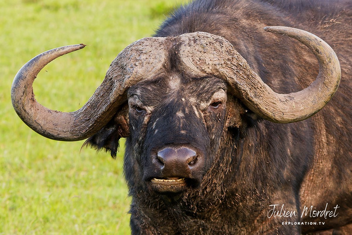 Bufflalo