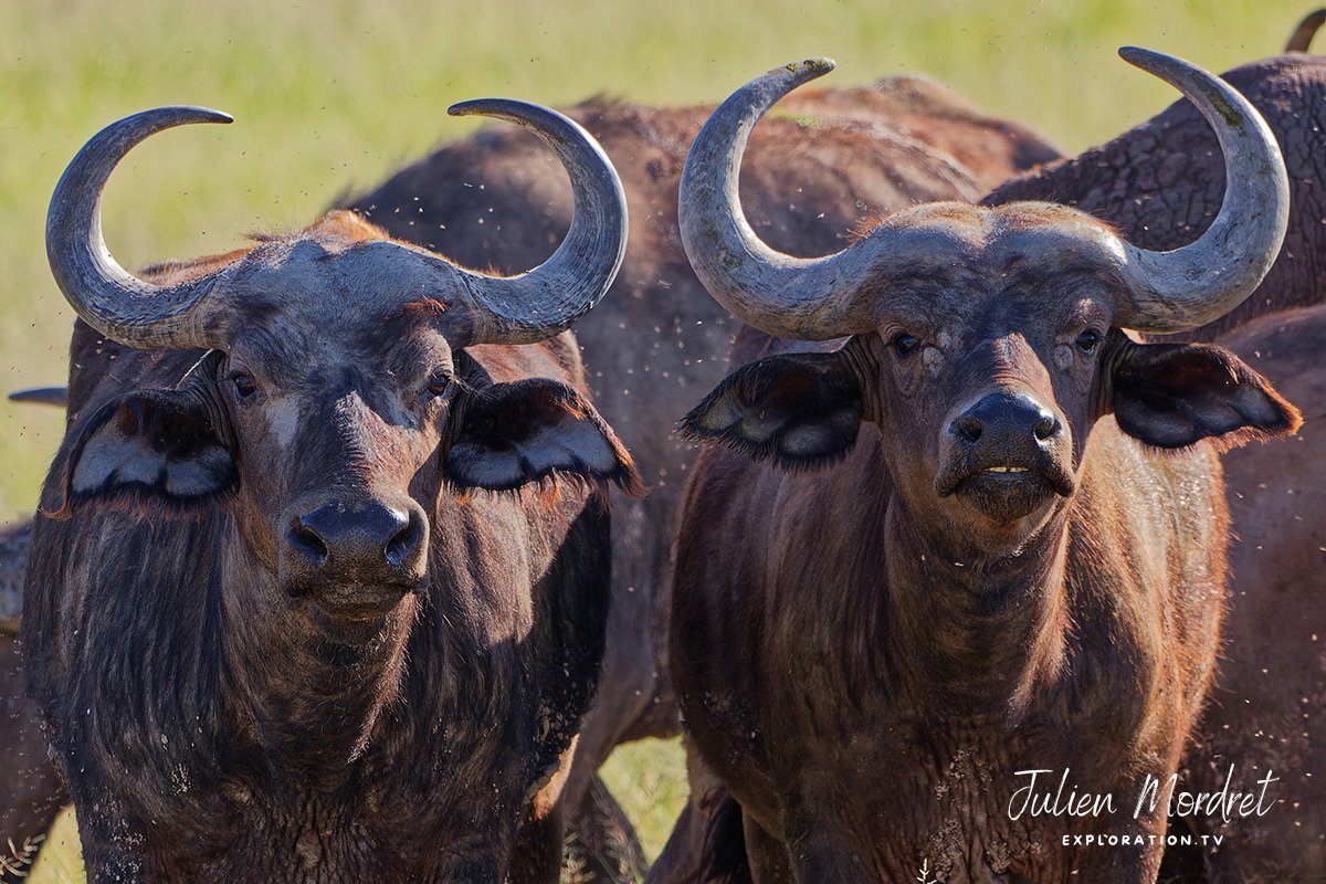 Buffalo