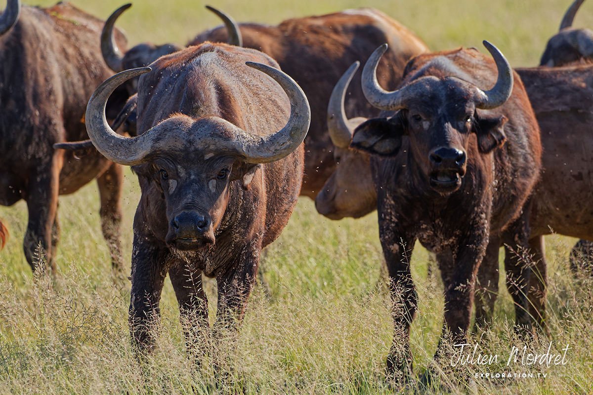 Buffalo