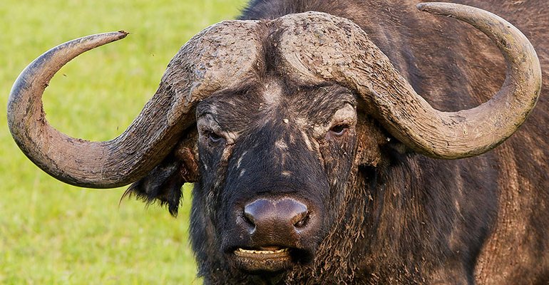 Buffalo