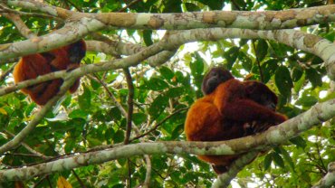 Red howler