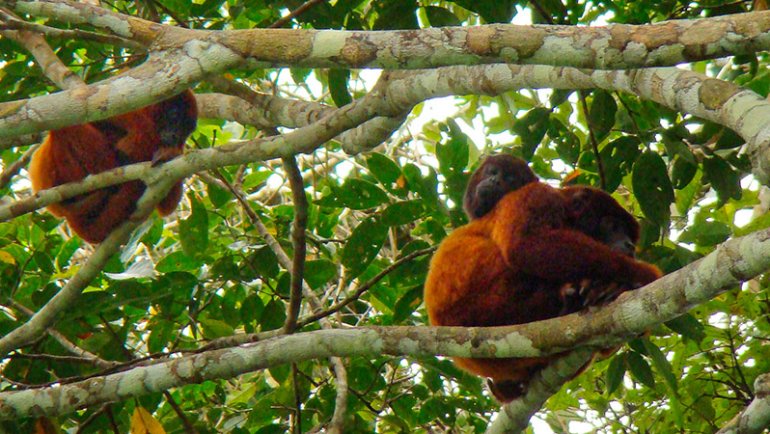 Red howler