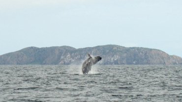 Humpback whale
