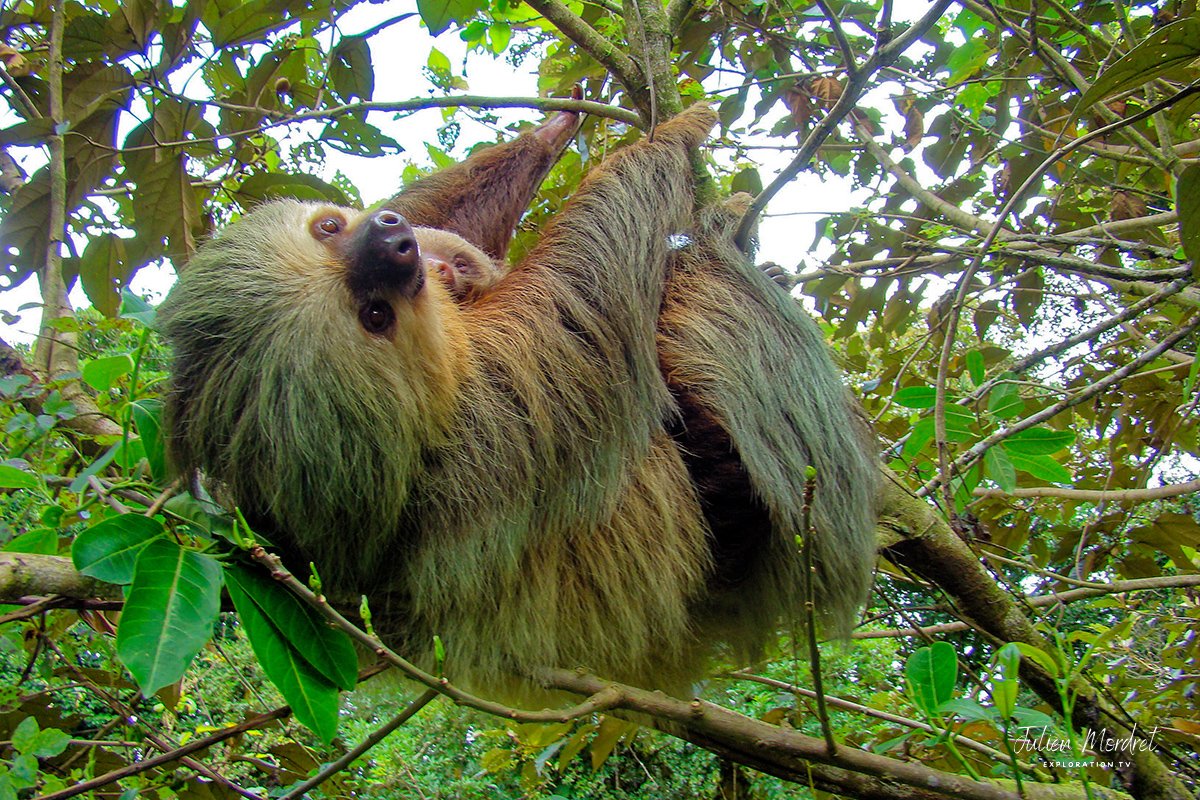 Sloth
