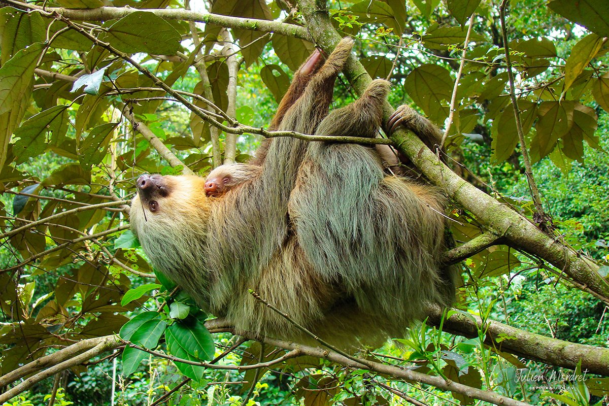 Sloth