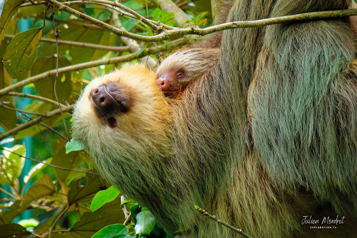 Sloth