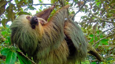 Sloth